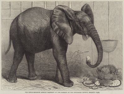 Der neu importierte afrikanische Elefant in den Gärten der Zoologischen Gesellschaft, Regent